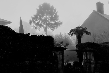 In the Mist January 2026 link image