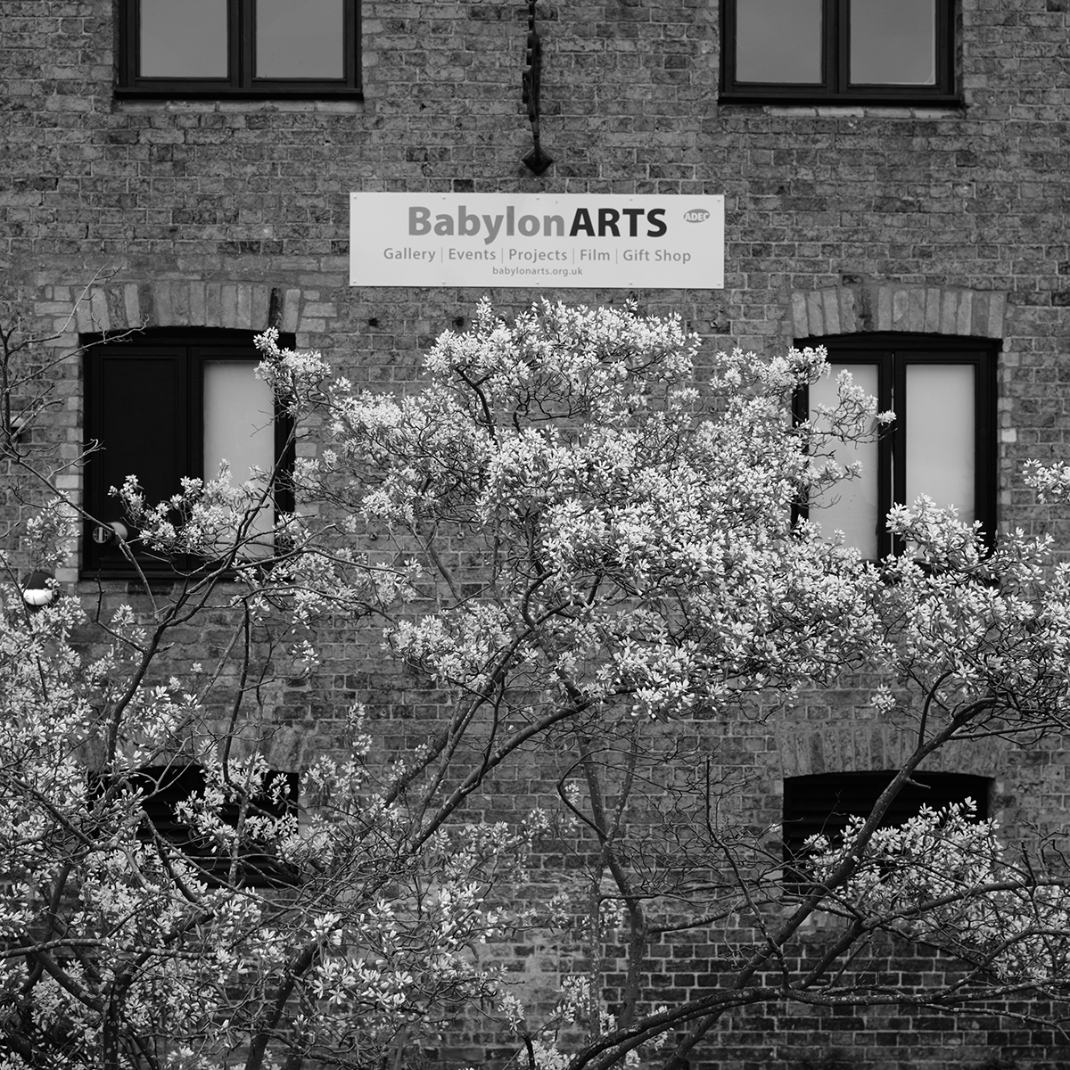 Babylon Arts and Blossom link image