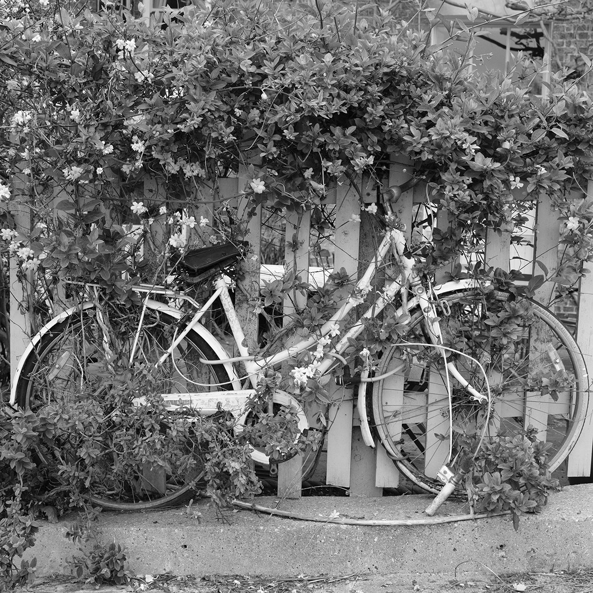 Bicycle of Flowers link image