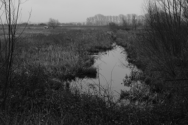 Cawdle Fen link image