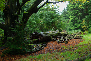 Fallen Tree image