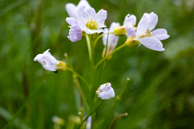 Flower 2021 link image