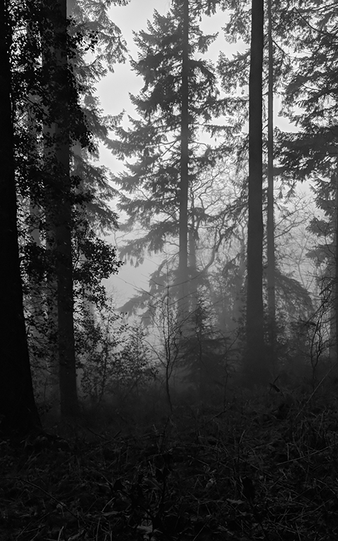 Forest Morning image