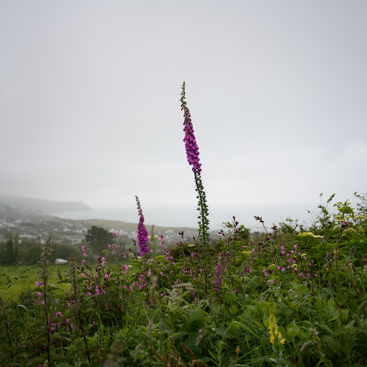 Cornwall May 2024 link image