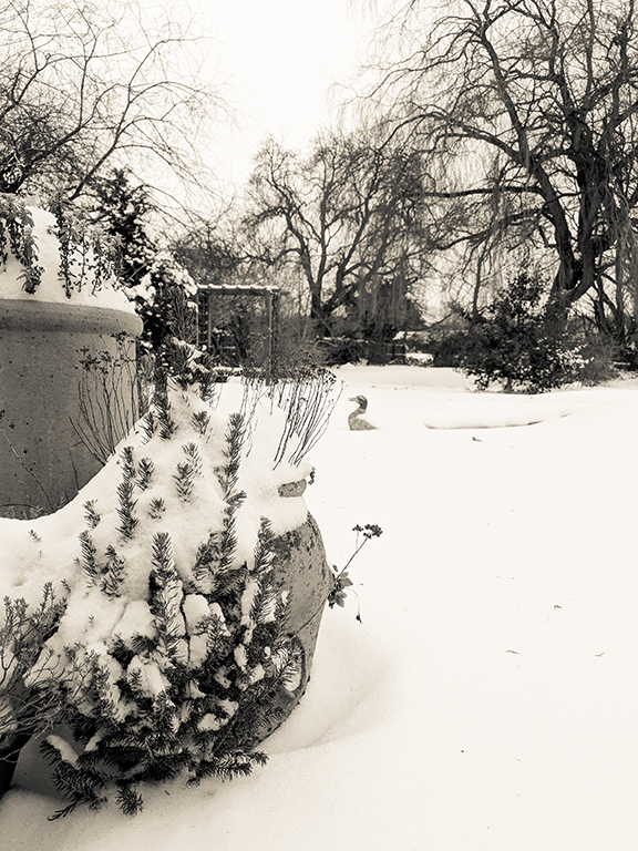 Garden In Snow I image