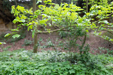 Green Leaves image