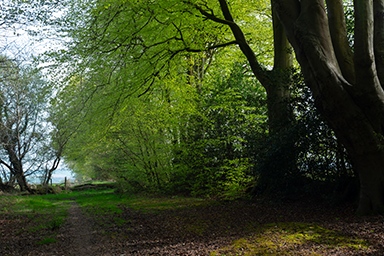 Green Trees... image