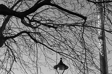 Lamp and Tree link image
