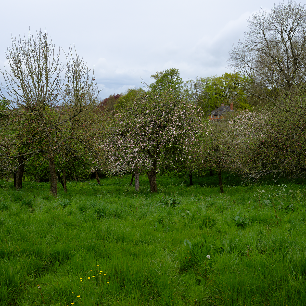 Orchard 2024 link image
