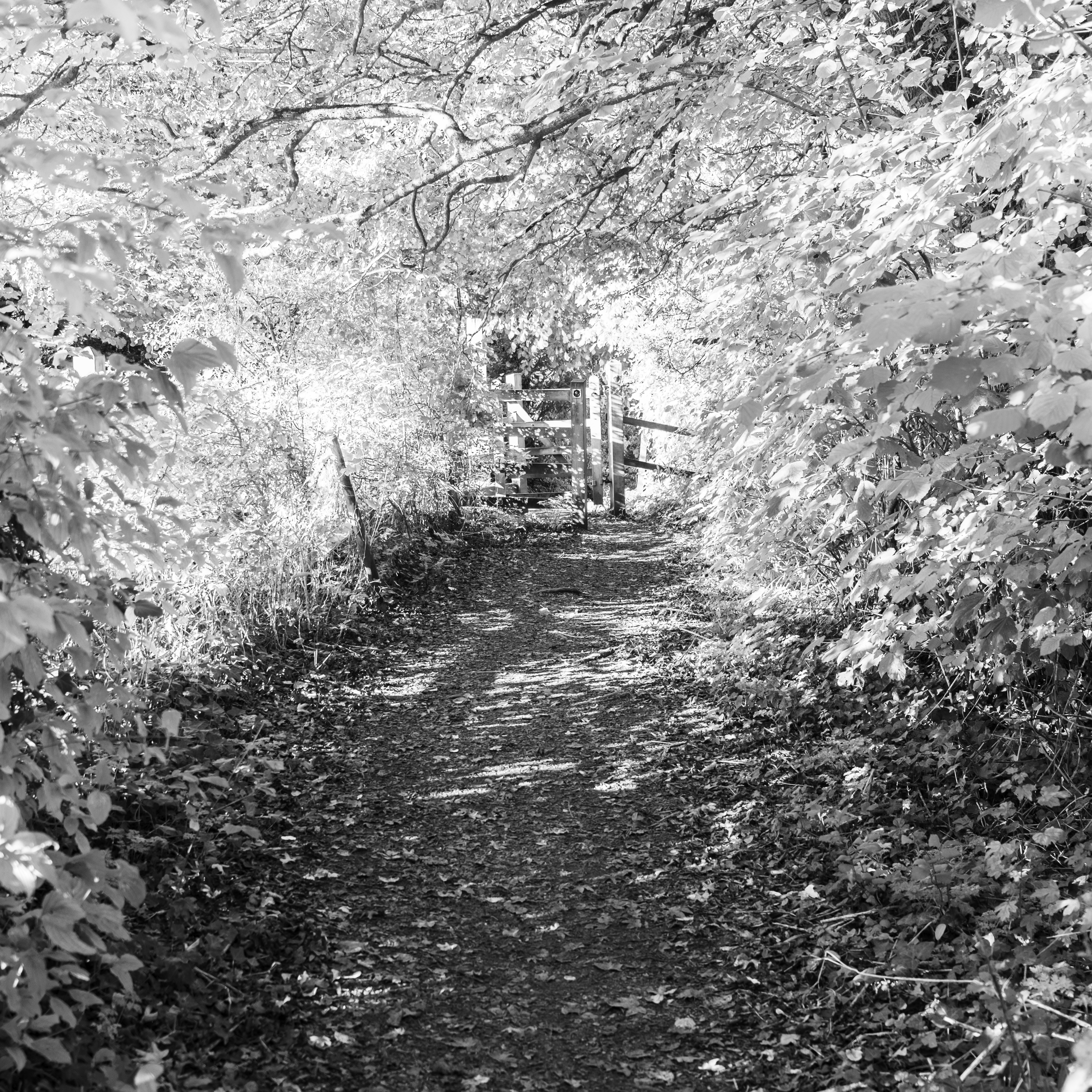 Path - Tor Walk - Glastonbury image