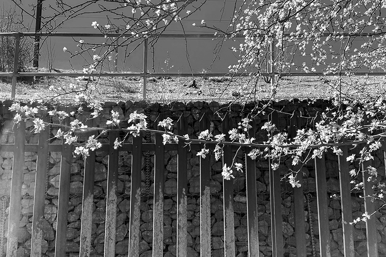 railwayFence_III_BW image