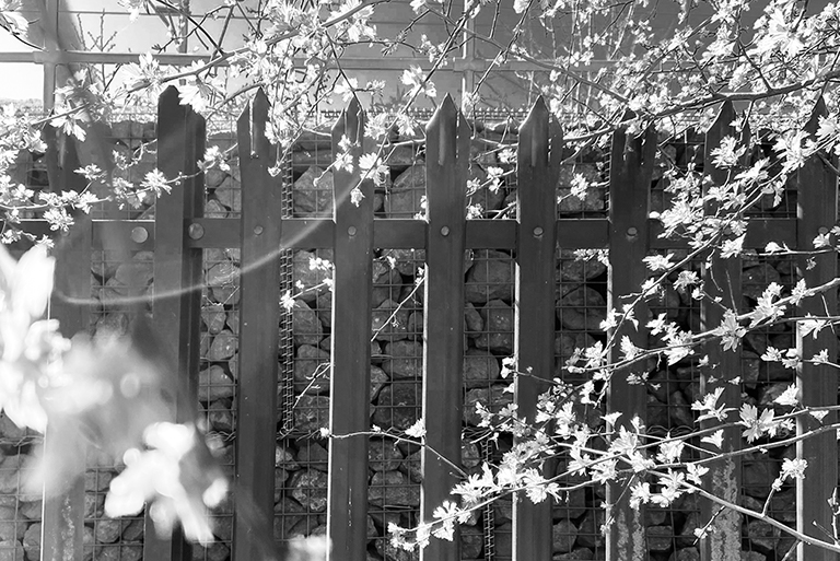 railwayFence_VIII_BW image