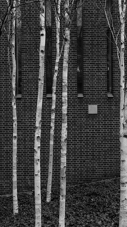 Silver Birch Norwich I image