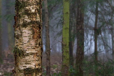 Silver Birch Trunk image