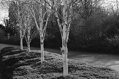 Silver Birch I 2022 link image