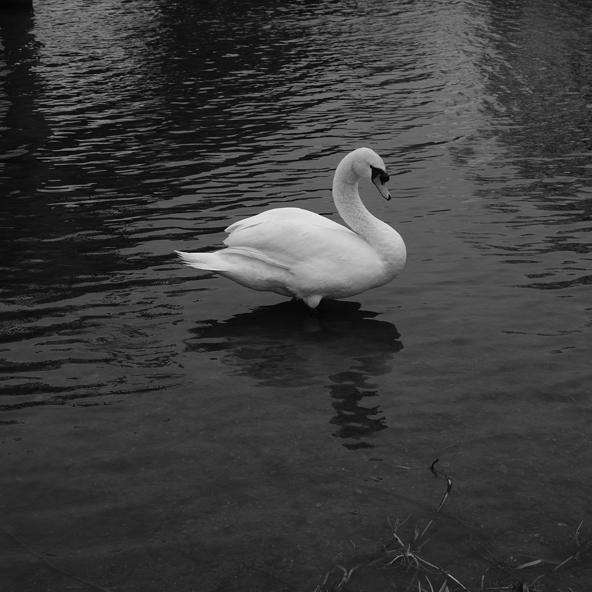 Single Swan V link image