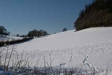 Snow Field 2019 image