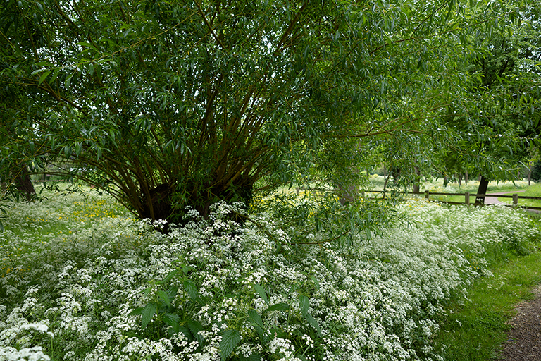 Stony Stratford Nature Reserve I image