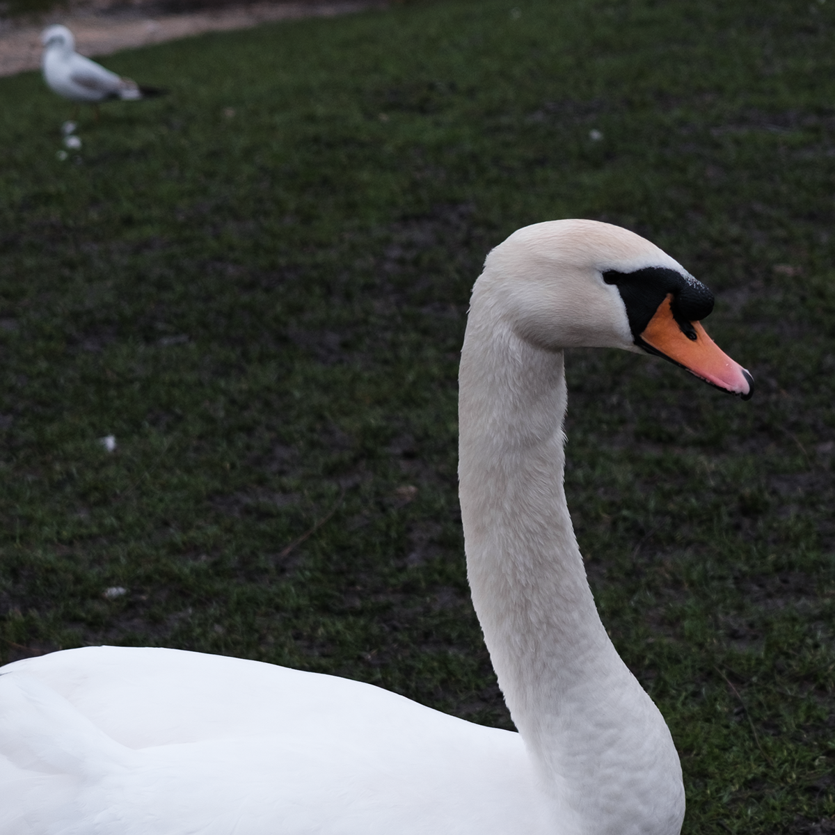 Swan I image