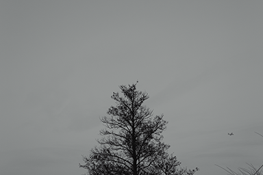 Tree and Plane link image