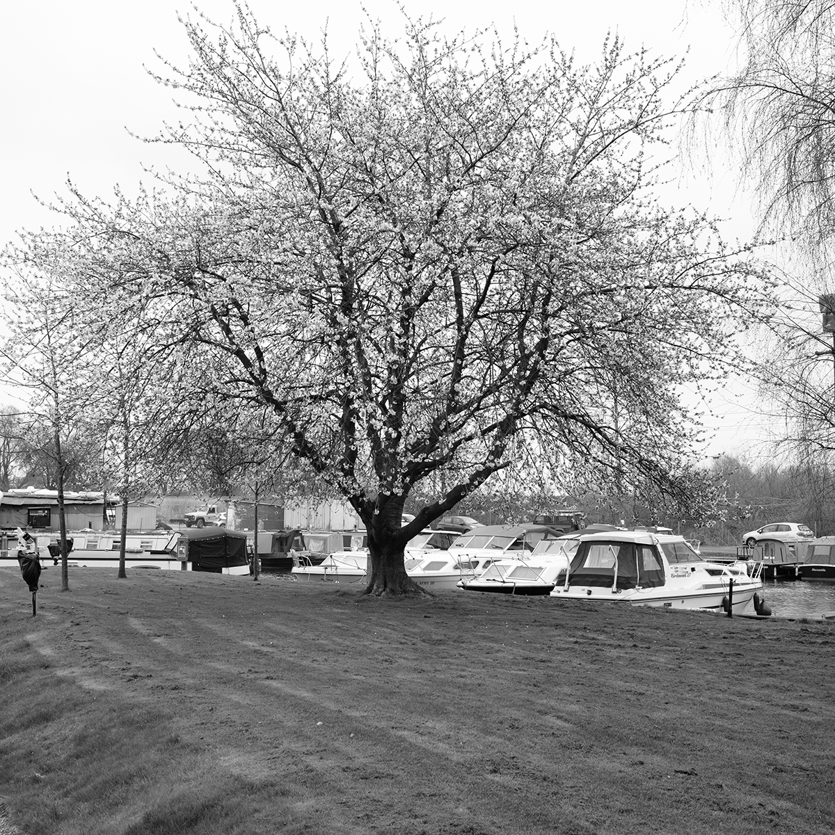 Tree in Blossom link image