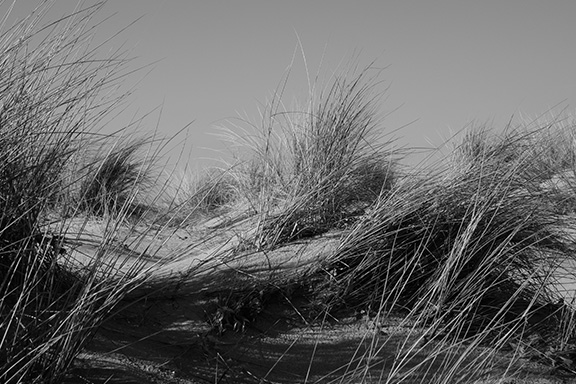 Dune link image