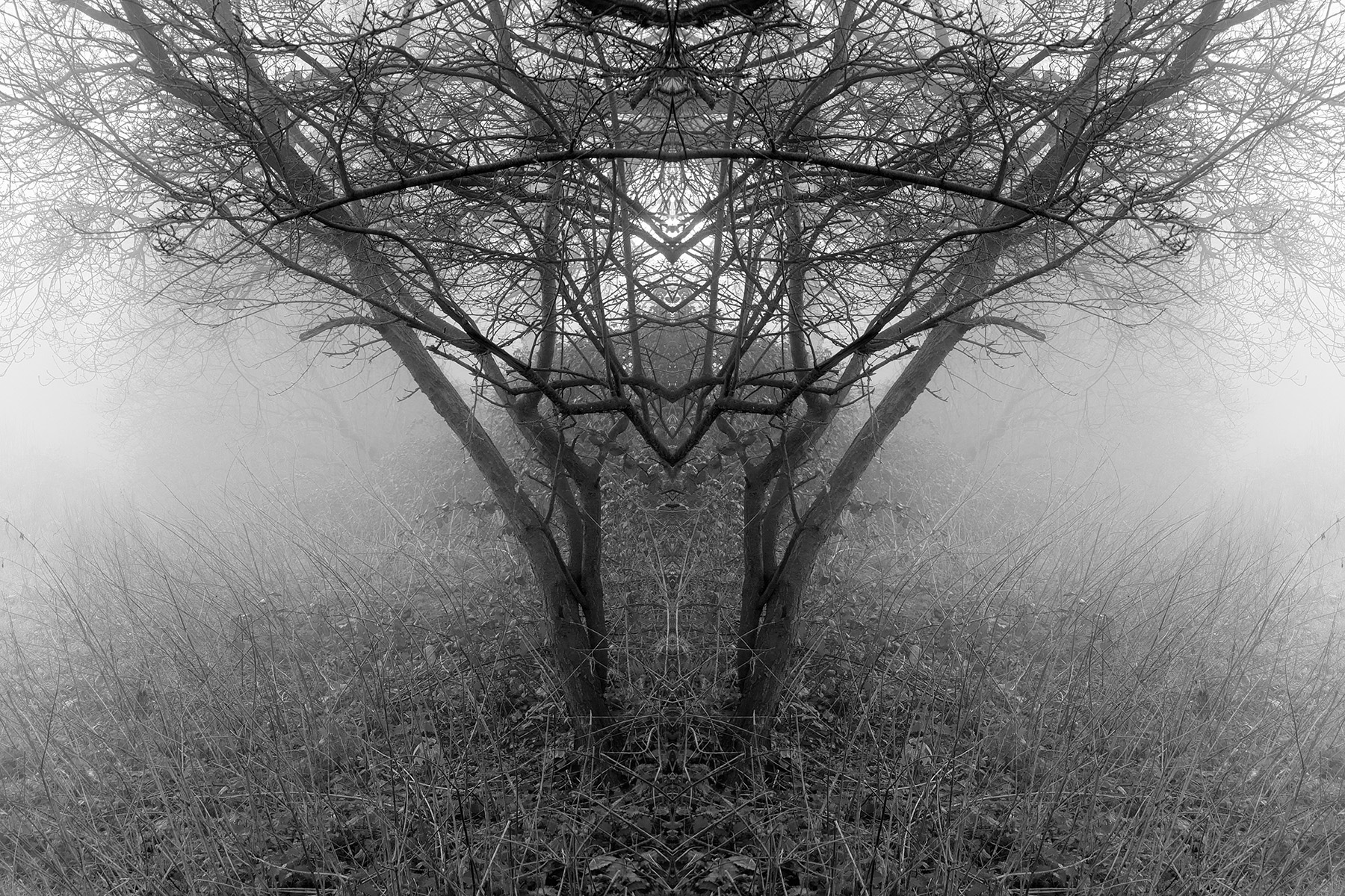 Mirrored Nature link image